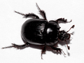 Typhaeus typhoeus